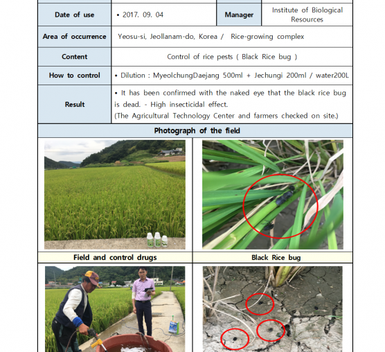 Black rice bug Control