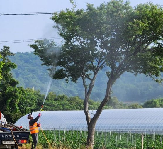 Street trees pest control in Jeonnam Province