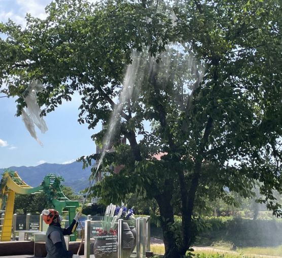 Street trees pest control in Jeonnam Province